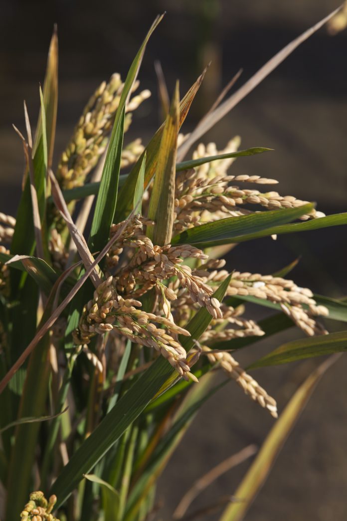 El Cultivo De Arroz Del Delta Del Ebro Cada Vez M S Rentable Y