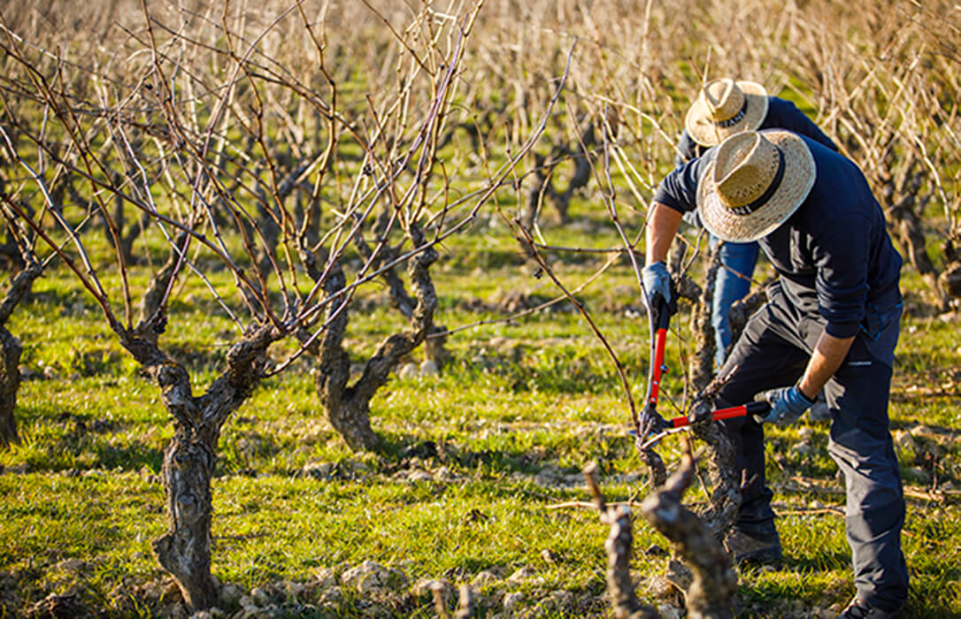 Vino Espa Ol Con Denominaci N Propia El De La Superficie De Vi Edo