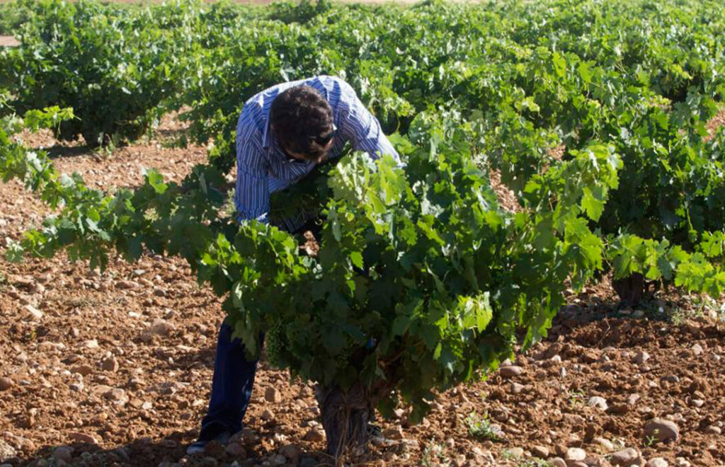 El Día del Viticultor cumple 46 años y lo celebra con galardones y una