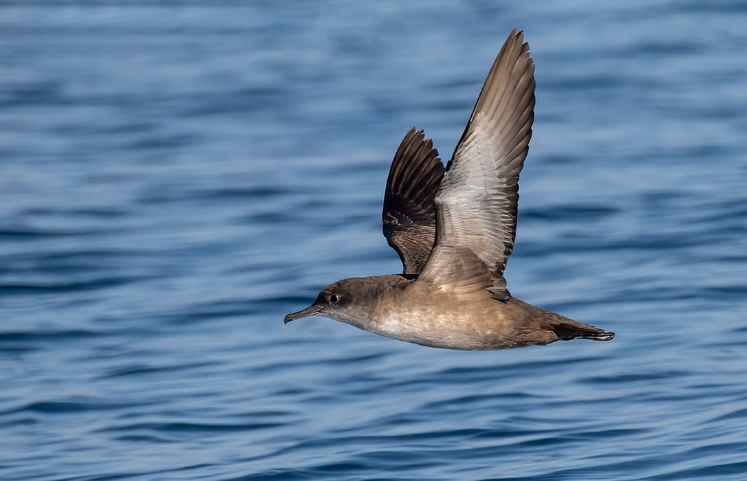 M S De Millones De Aves Contabilizadas El A O Pasado Durante El