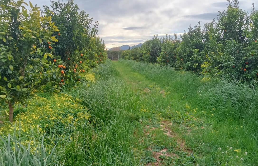 Valencia Acoge La Jornada De Campo Sobre Manejo De Cubiertas Vegetales