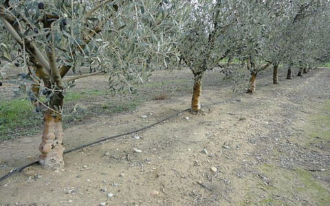 Las Aguas Regeneradas Pueden Utilizarse Para El Riego Del Olivar Con