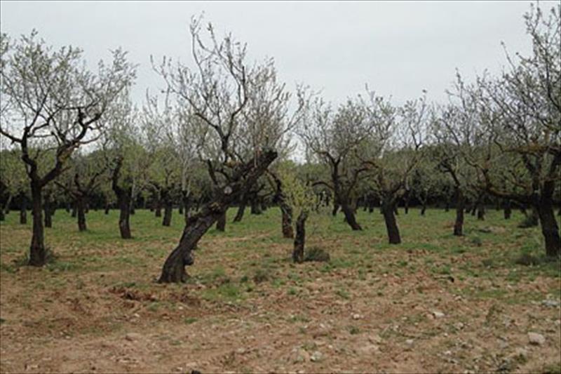 Proponen un Plan de Ayudas que permitan replantar los árboles secados en Murcia