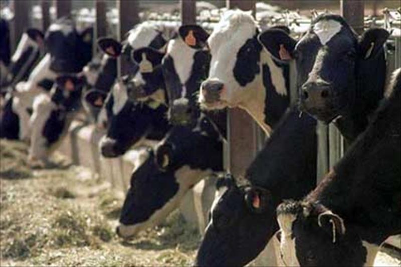 Culpan al 'cártel de la leche' de que sus "apaños" cerraron el 63% de las explotaciones de CyL