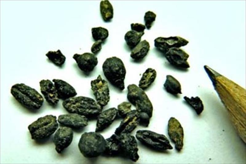 Hallan semillas de uvas del 'vino del Néguev', el más famoso del Imperio bizantino