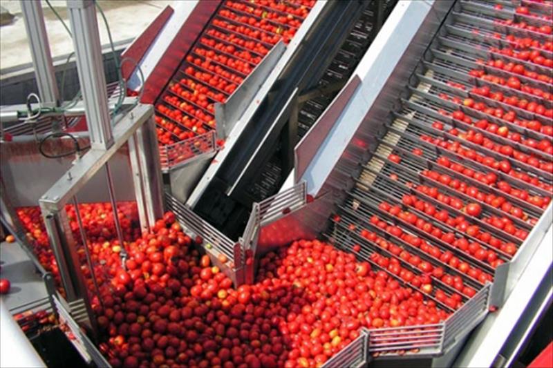 Las cooperativas andaluzas esperan un rendimiento del tomate un 20% inferior a 2012