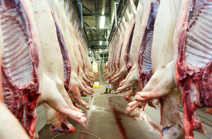 La UE exporta ya casi la mitad de sus productos porcinos a China
