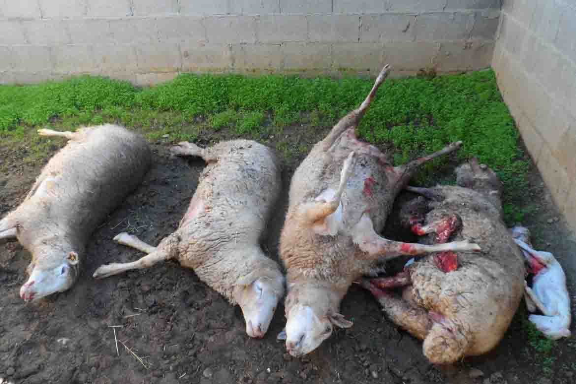 Los ganaderos denuncian su absoluta indefensión por los ataques de los lobos… y judiciales