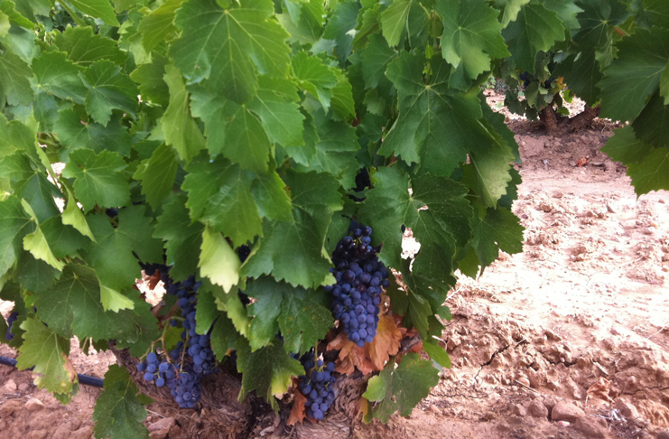 Marqués del Atrio acuerda con Dunviro elaborar un millón de kilos de uva
