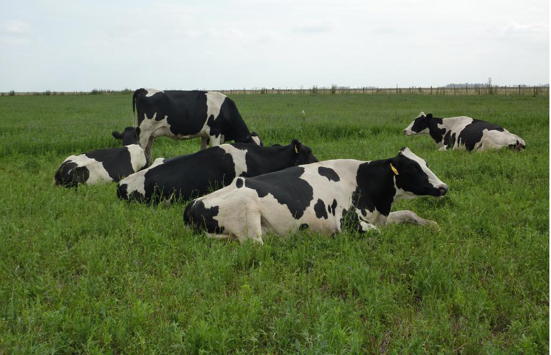 Los ganaderos europeos piden a la UE ayudas para reducir la producción láctea