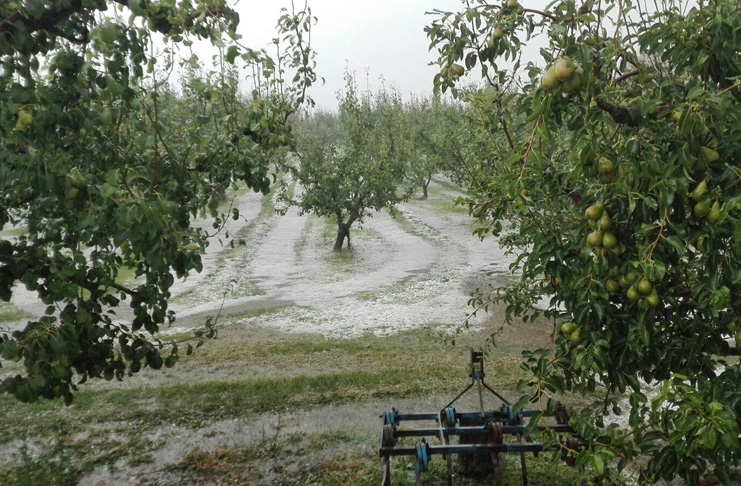El granizo arrasa el 100% de la cosecha de peras y manzana en Calatayud