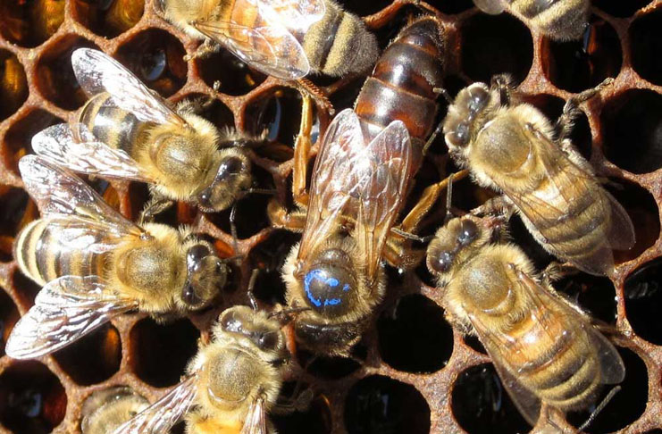 Un estudio revela que la interacción de un pesticida y un parásito es letal para las abejas reinas