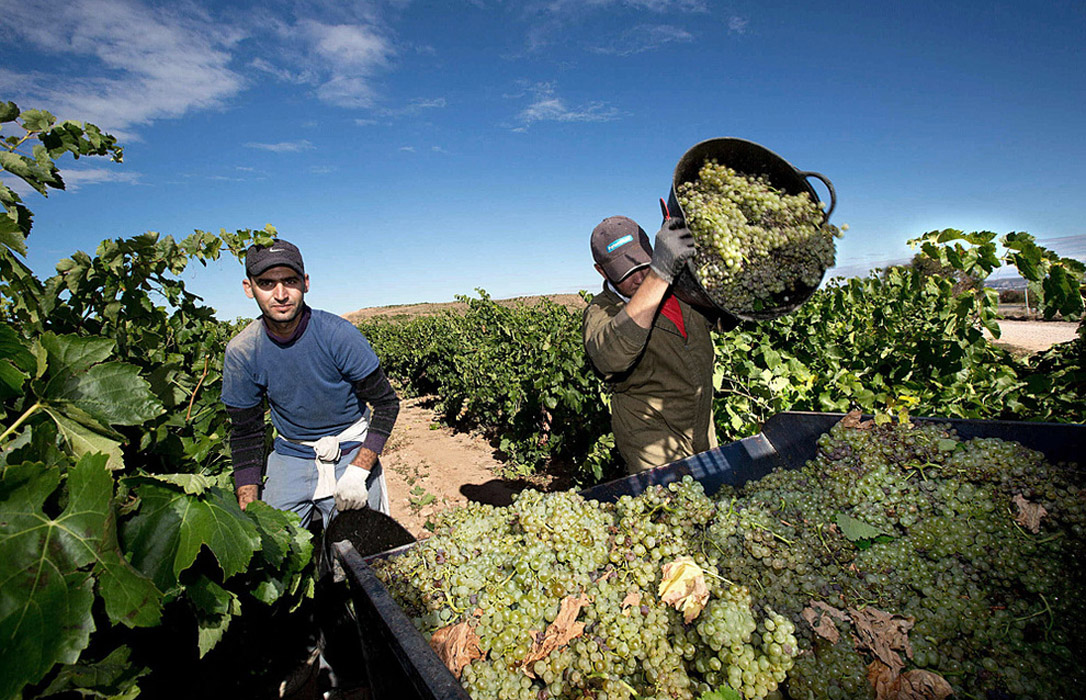Aldeanueva inicia la vendimia en la DOCa Rioja con uva blanca a final de mes