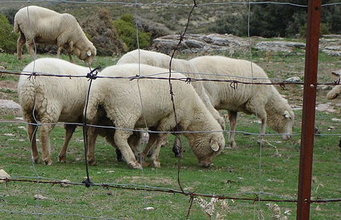 Cantabria convoca las ayudas a federaciones y asociaciones apícola, cunícola y ovina