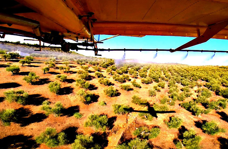 La DO Sierra de Segura inicia un control contra la mosca del olivo junto a 28 almazaras