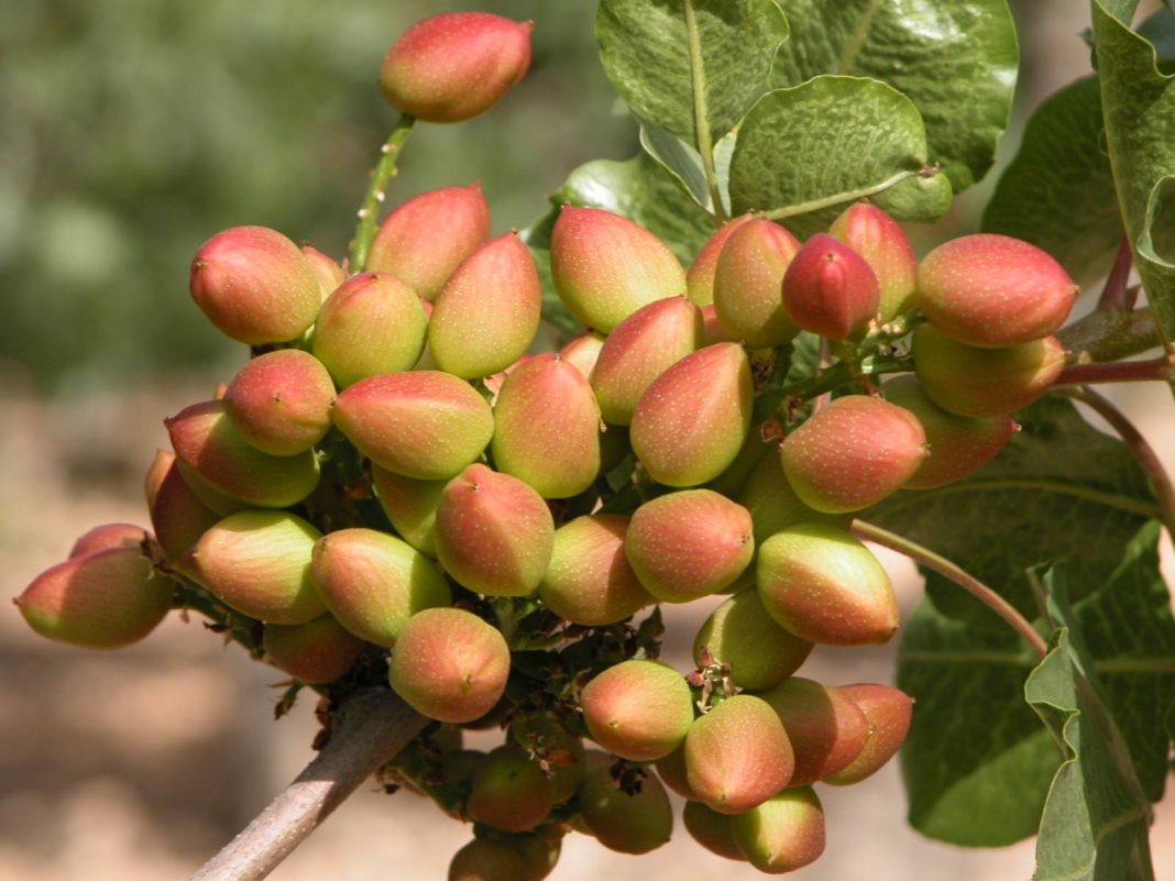 El pistacho no es oro pero tiene un gran potencial que despierta la