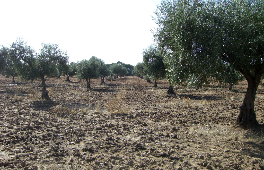 La superficie asegurada en Andalucía en 2015 supuso un 24% más respecto al año anterior