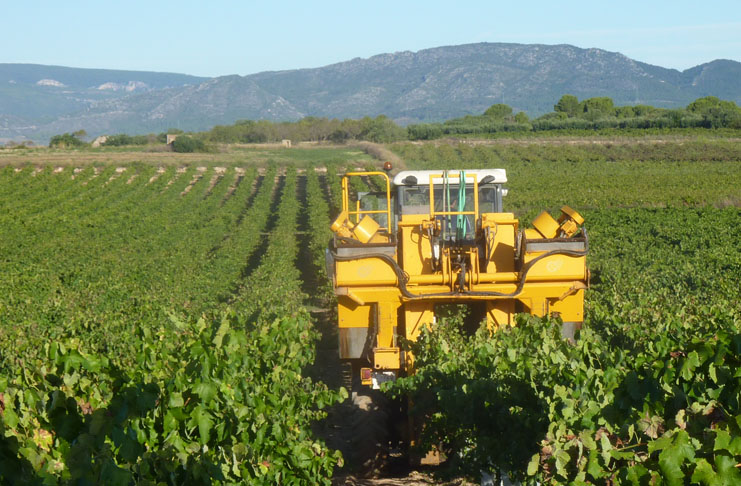 Denuncian que el reparto de las ayuda directas de la PAC perjudican a los viticultores catalanes