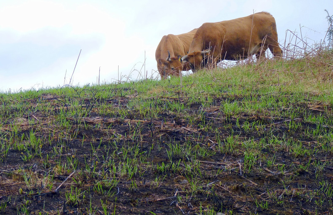 Critican que sigan los acotamientos al pastoreo en terrenos afectados por incendios forestales