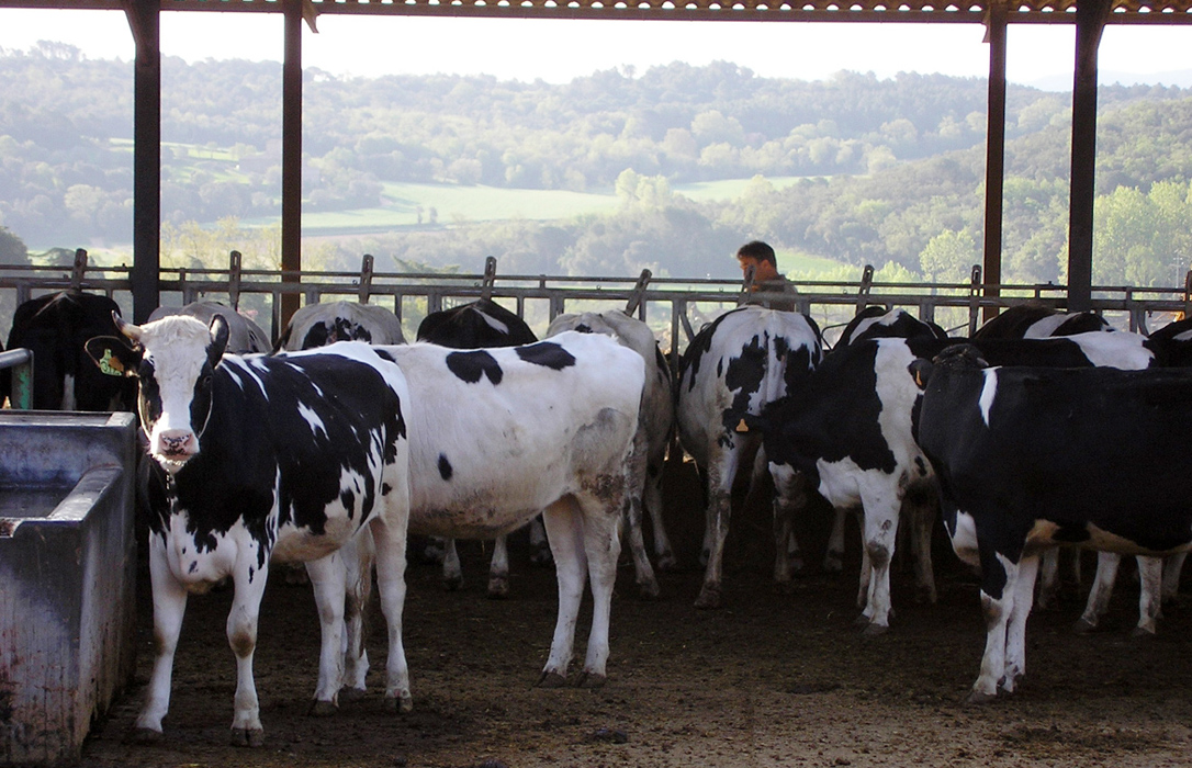 Las ayudas para reducir producción láctea sólo sirven a las explotaciones al borde del cierre