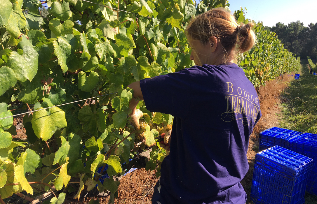 Terras Gauda lidera un innovador plan de viticultura sostenible para marcar diferencias