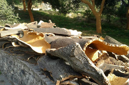La producción de corcho en montes públicos de la Junta de Andalucía alcanza los 397.693 kilogramos