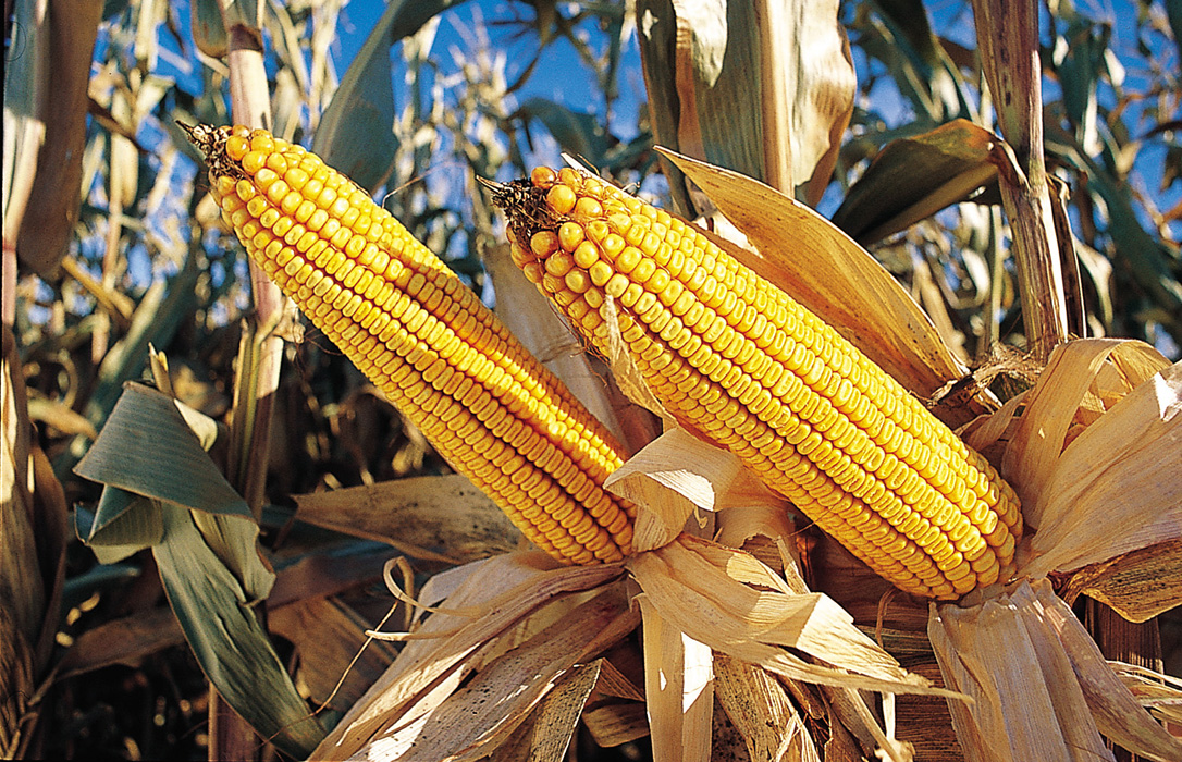 El Parlamento Europeo rechaza por mayoría el cultivo de nuevos maíces transgénicos