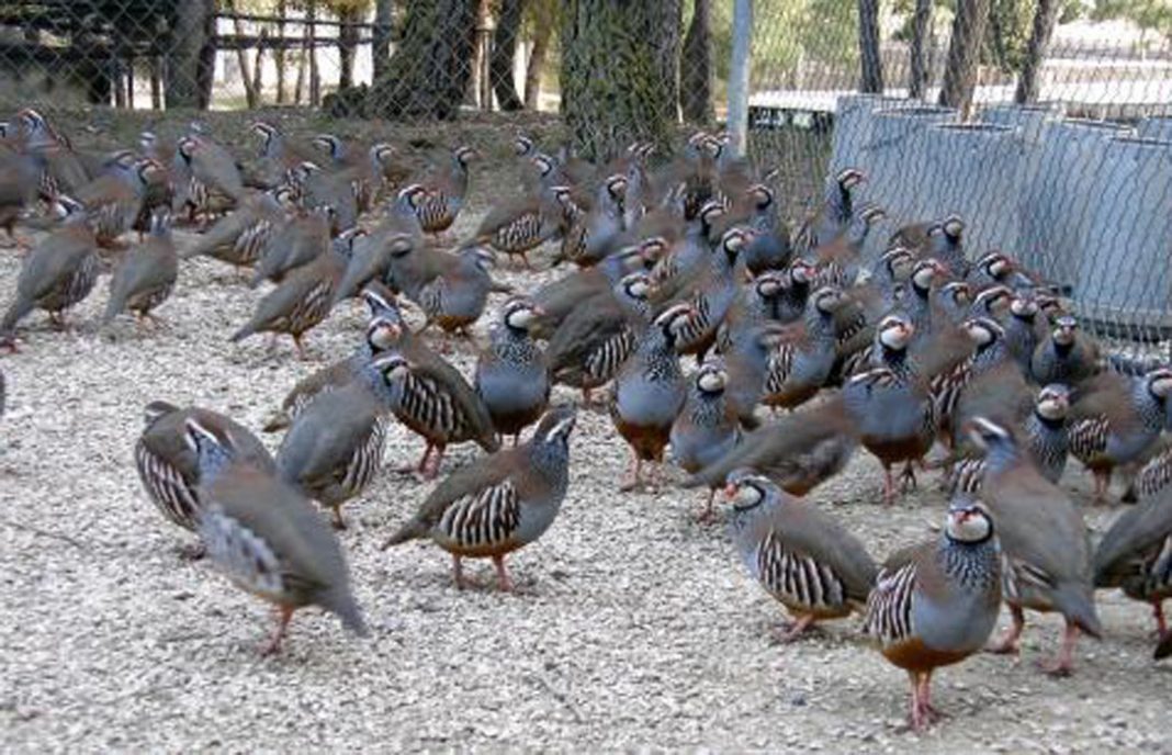 Un estudio muestra que se puede entrenar a perdices de granja para la