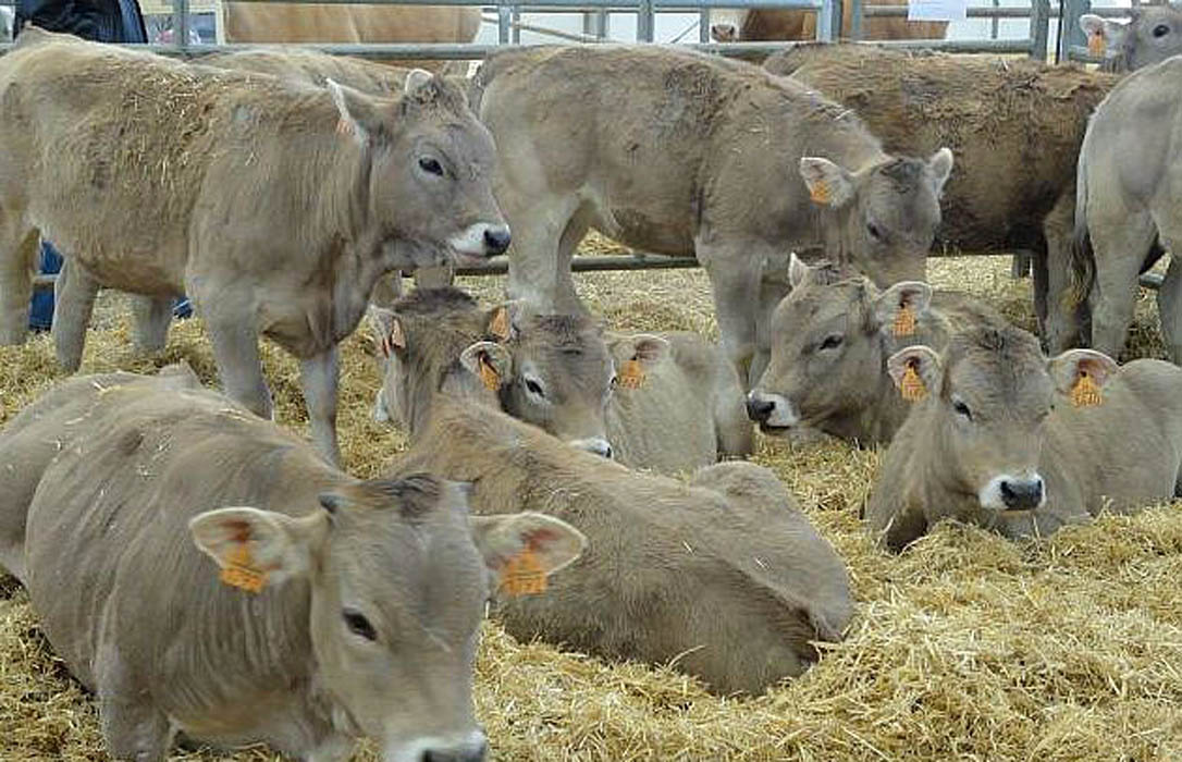 El sector del Bovino de Carne afronta su papel ante su ajuste al cambio climático