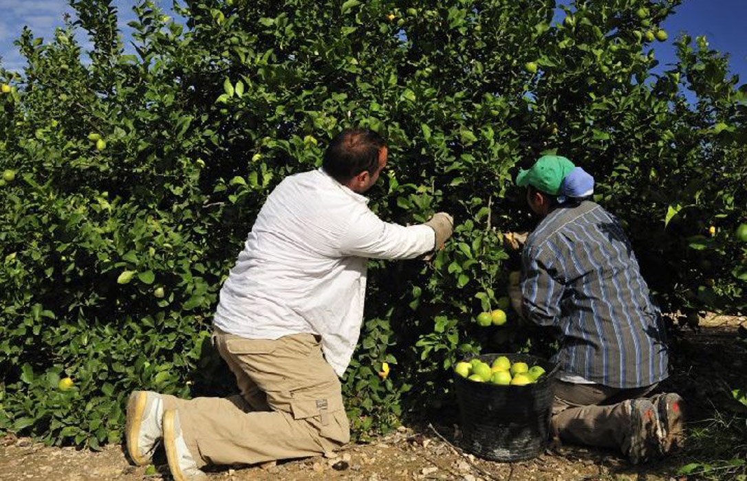 Turquía se hace con la hegemonía comercial del limón por la pasividad de la UE en los controles