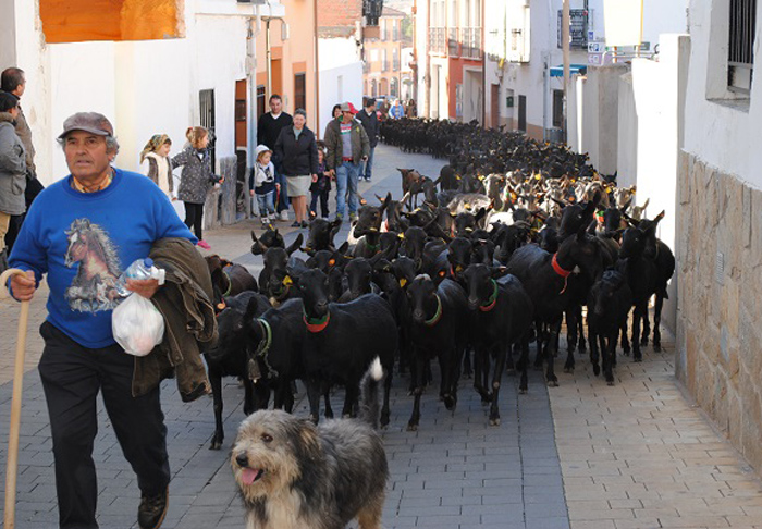 500 cabras recorrerán Campo Real para celebrar la trashumancia y la llegada del Paje Real