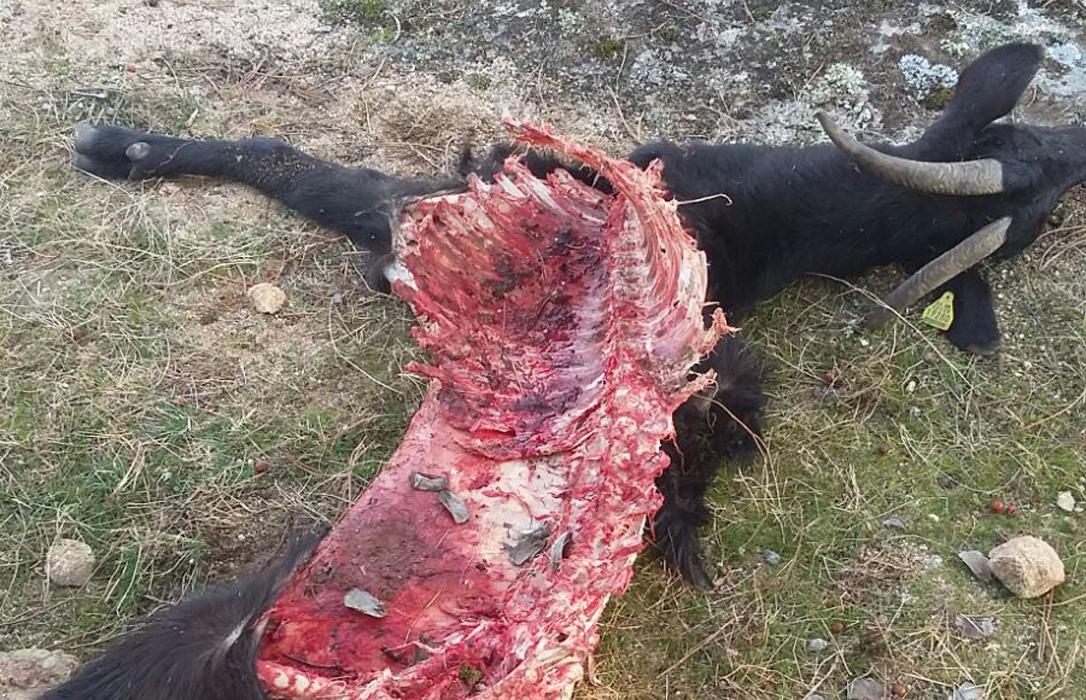 Una cabra muerta y cuatro desaparecidas por culpa del lobo para comenzar el año en Ávila
