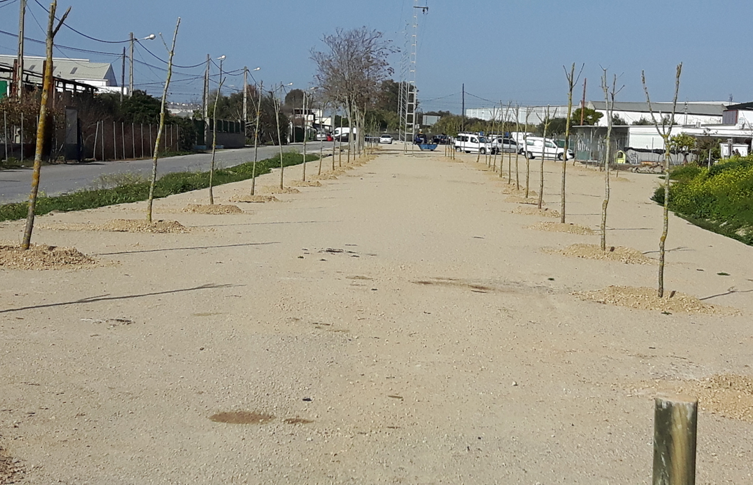 Niegan una tala de árboles «indiscriminada» para construir un centro polideportivo en Guadalcacín