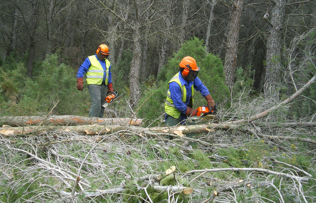 Andalucía licita obras forestales en montes públicos por un importe de 6,2 millones para generar 33.900 jornales