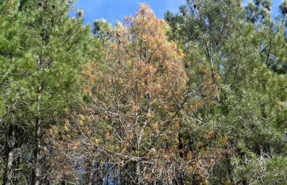 Una investigación lusa posibilitará luchar contra el nematodo que seca los pinos