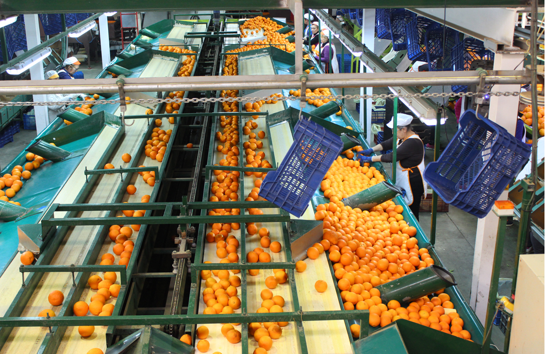Andalucía  abre las ayudas a las Organizaciones de Productores de Frutas y Hortalizas para 2017