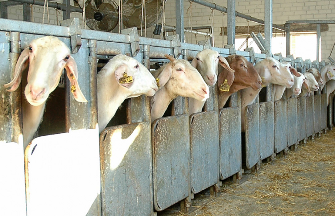El precio de la leche de oveja sube en España un 2,7% y la de cabra un 4,8% en noviembre