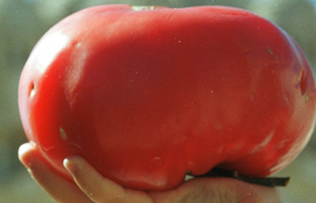 Las modificaciones biotecnológicas son las que han acabado con el sabor del tomate, según un estudio