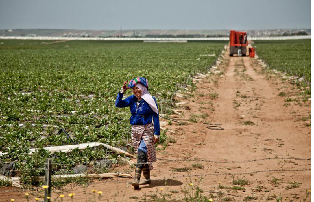 La UE cede y tomará junto a Marruecos medidas para aplicar el acuerdo comercial agrícola