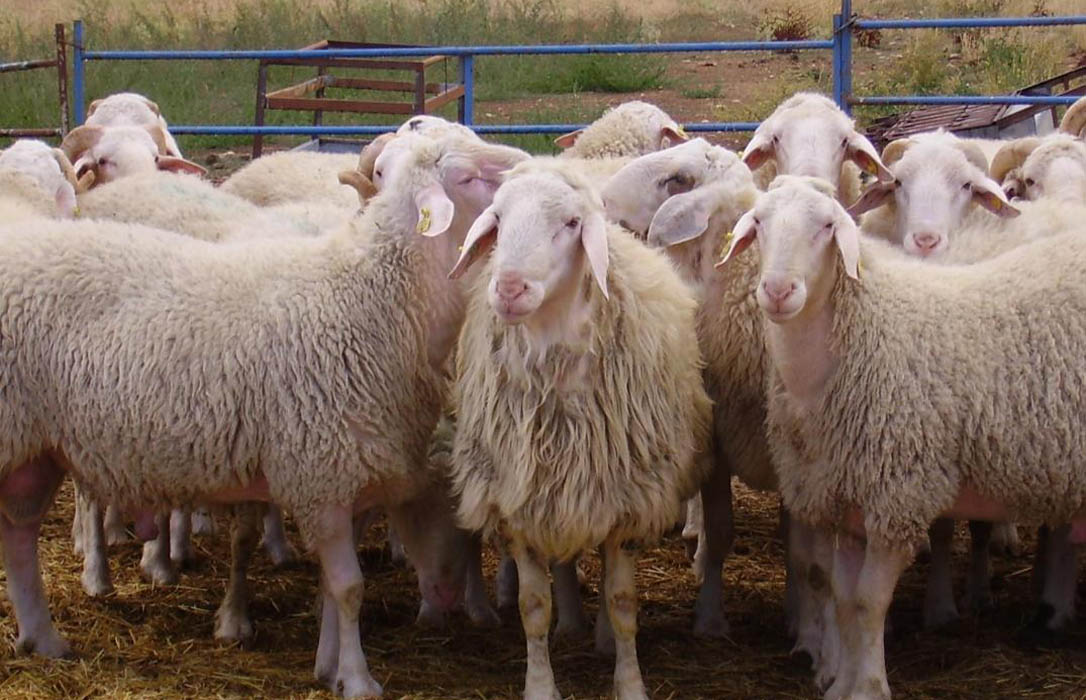 CyL crea programa sanitario pionero para luchar contra la agalaxia en el ovino y caprino