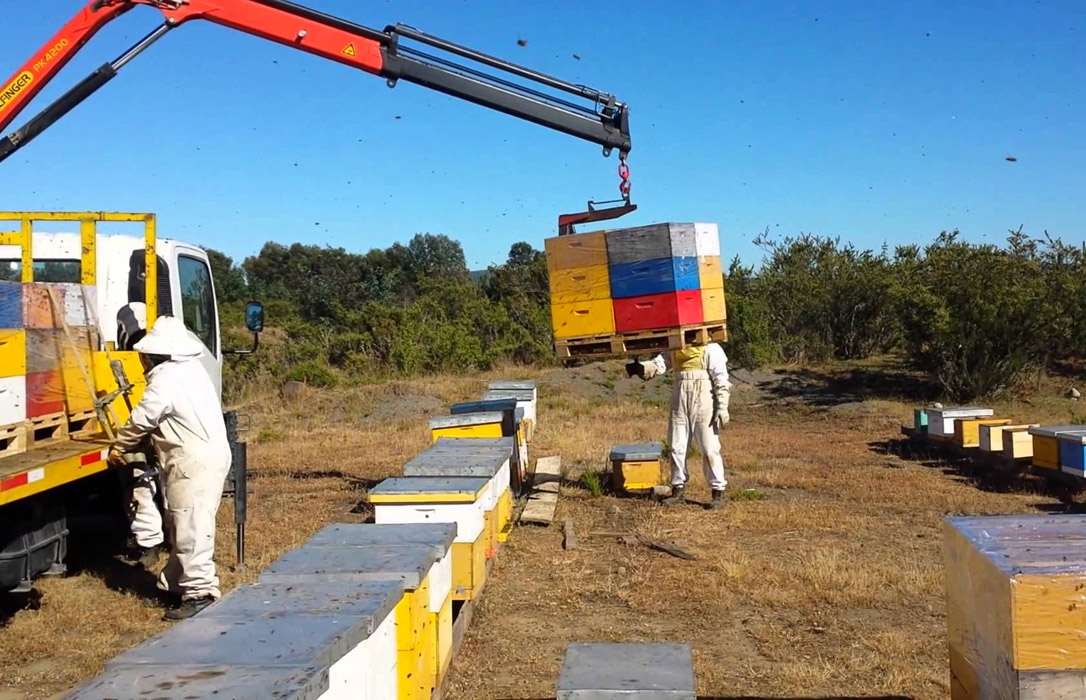 Las asociaciones de apicultores salmantina y cacereña se unen para defender la trashumancia