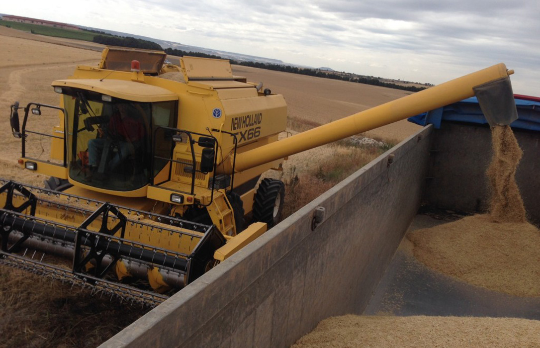Argentina anuncia una cosecha récord de trigo de 18,3 millones de toneladas y prevé otra más en el maíz