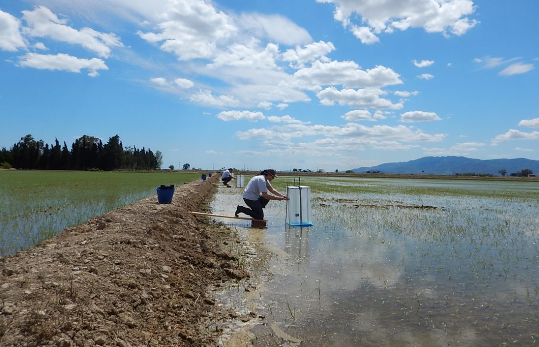 El cultivo de arroz del Delta del Ebro, cada vez más rentable y sostenible