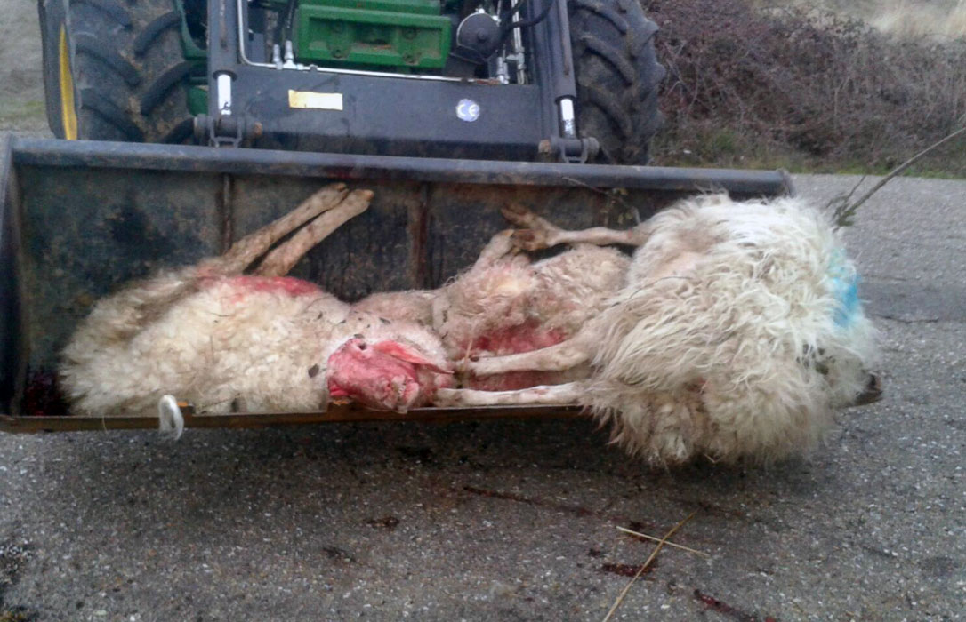 Otras 24 ovejas afectadas el fin de semana tras dos ataques de lobos a la misma explotación en Soria