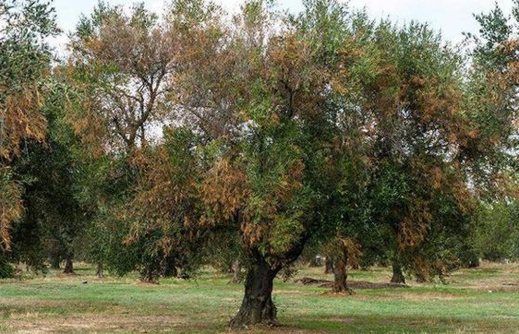 El 55% de los casos de xylella confirmados en las Islas Baleares afectan a almendros y olivos