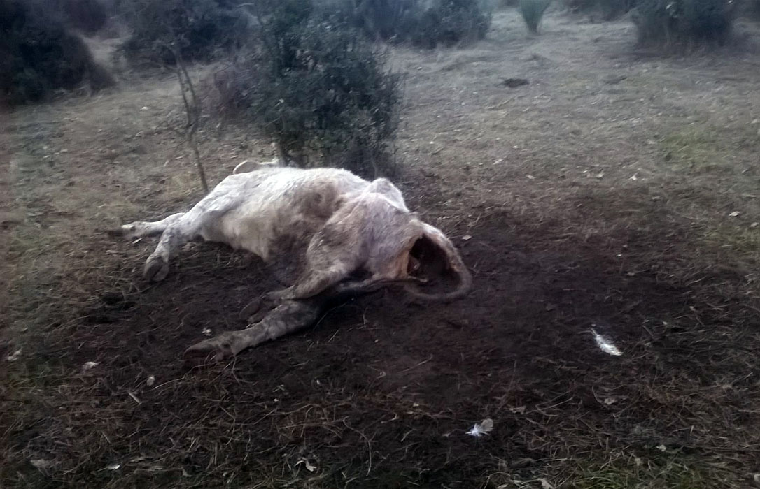 Tras los lobos, ahora los buitres: Una vaca y su ternero fallecen tras ser atacados en Salamanca