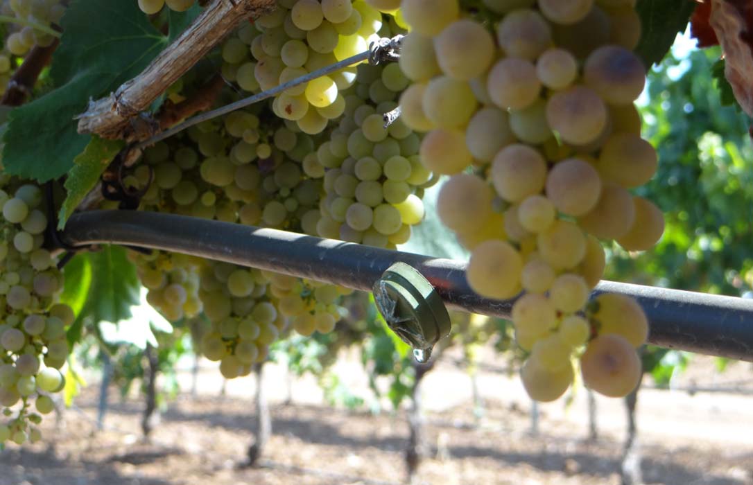 El Cicytex investigan el impacto del riego en la calidad de los vinos con uva blanca Macabeo