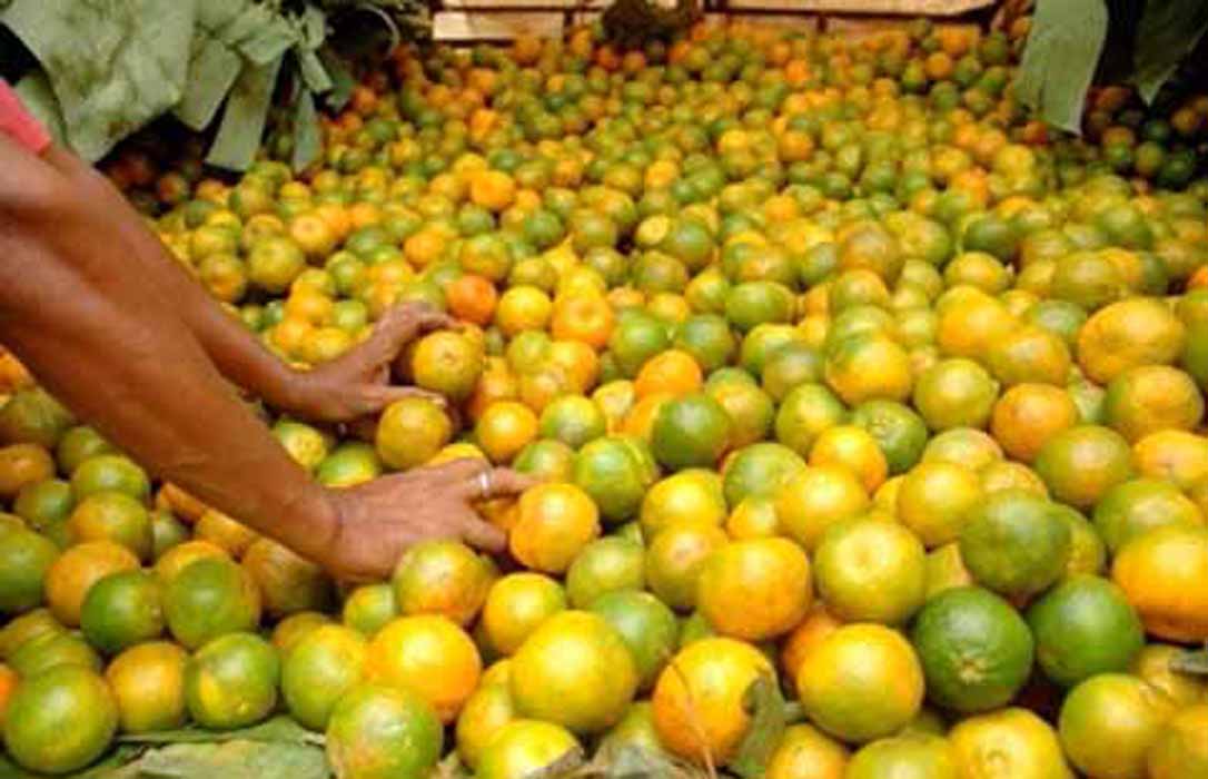 Indignación en el sector: La CE pone en riesgo fitosanitario a la citricultura por presión del lobby importador