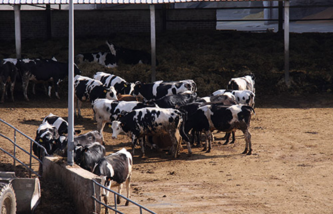 Relaciona la congelación de precios en los contratos lácteos con el cierre de más de 80 explotaciones al mes