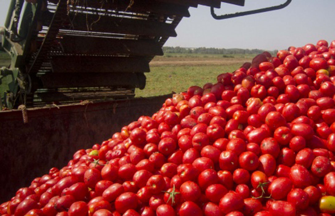 ASAJA denuncia la brutal crisis de precios que están padeciendo los cultivadores de tomate extremeños